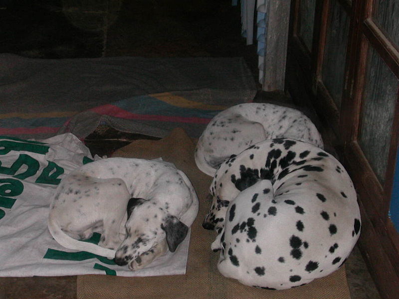 3 dalmatian dogs.jpg
