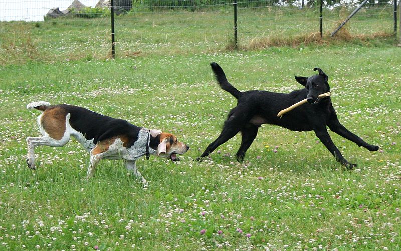 American Foxhound and Labrador Retriever playing.jpg