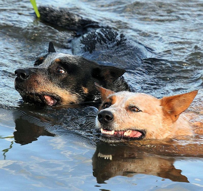 Australian Cattle Dogs swimming.jpg