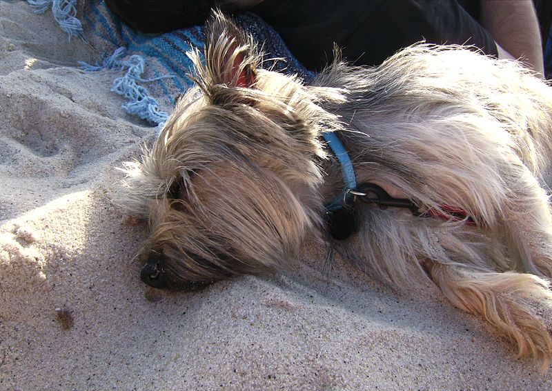 Cairn Terrier sleeping on the beach.jpg