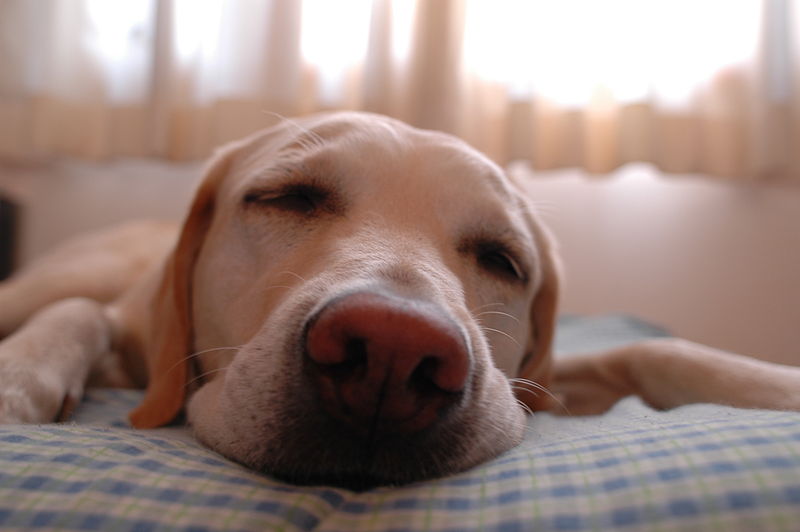 Dog.in.sleep.jpg