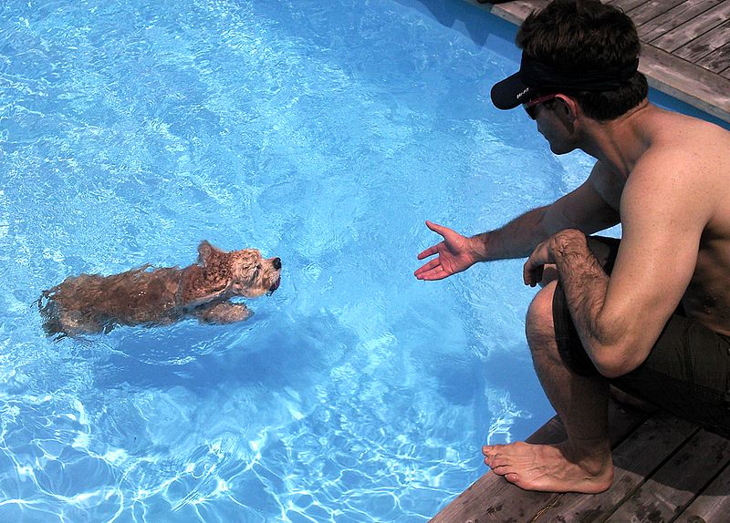 Dog fetching ball in pool.jpg