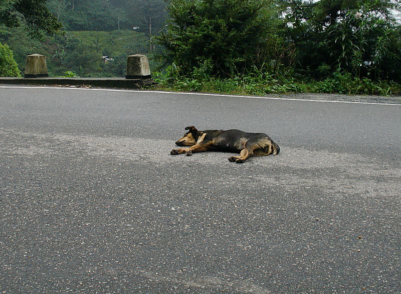 Dog resting sri-lanka.jpg