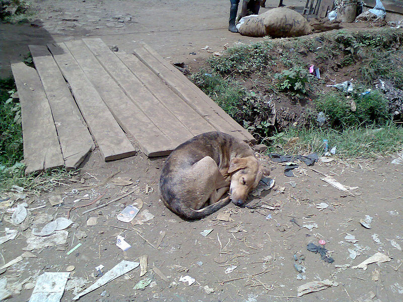 Dog sleeping by footbridge in Kibera.jpg