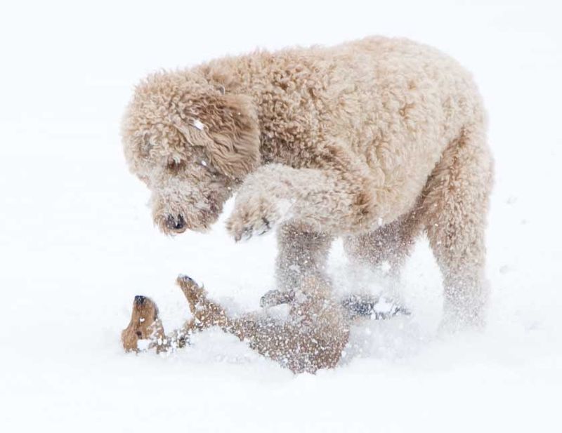 Dogs playing in snow.jpg