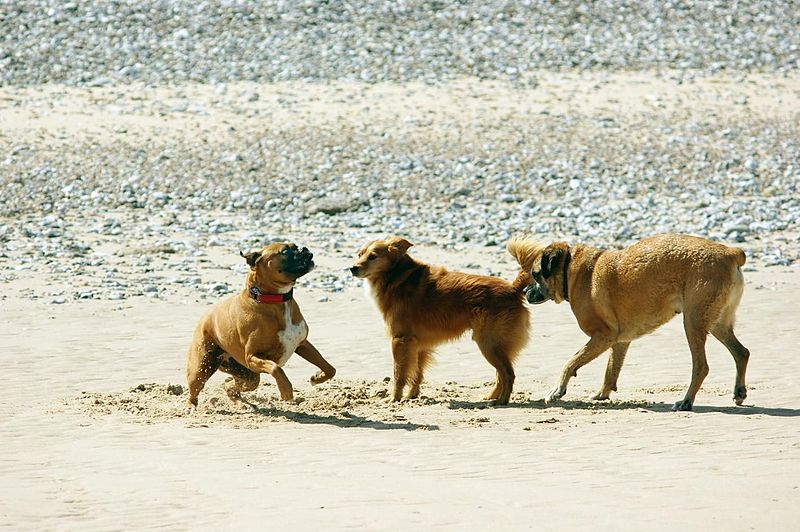 Dogs playing on the beach in the sand.jpg