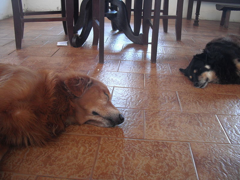 Dogs sleeping in the floor.JPG