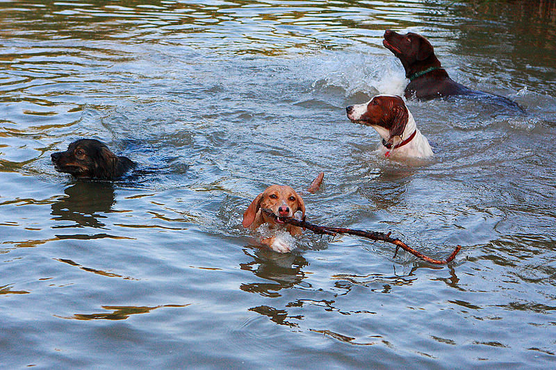 Four swimming dogs.jpg