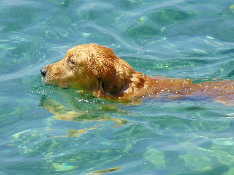 Golden retriever swimming P1380174.jpg