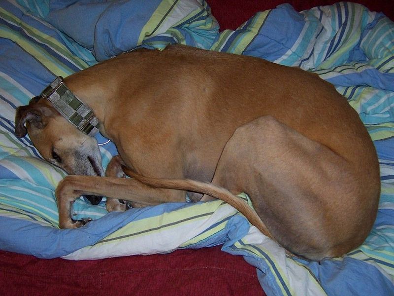 Greyhound curled into a ball.jpg