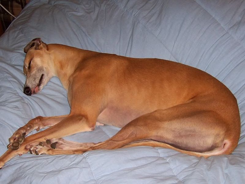 Greyhound sleeping stretched out.jpg