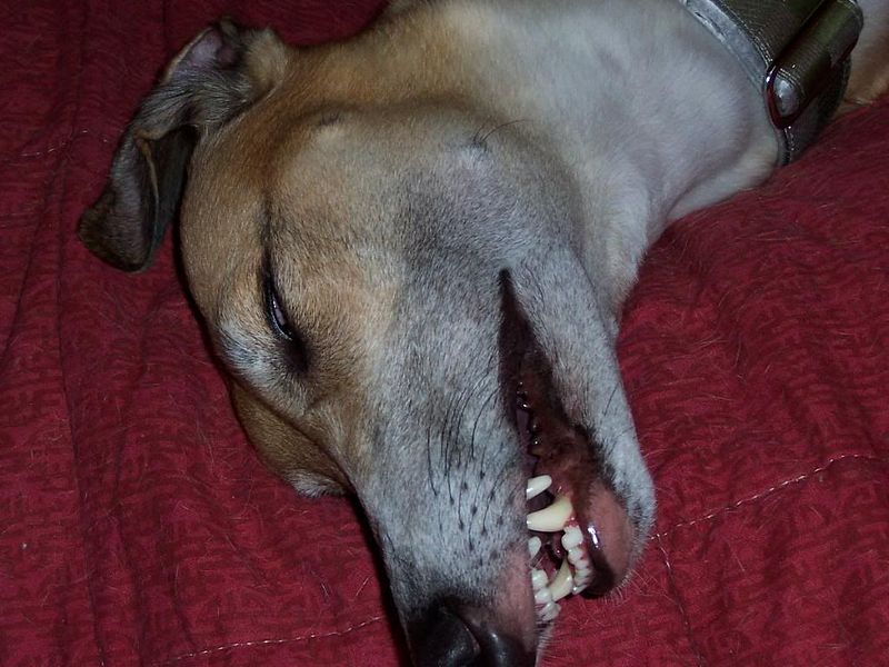 Greyhound teeth.jpg
