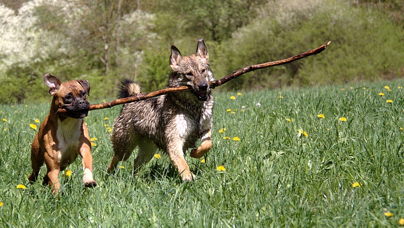 Hunde 2013-05-05-2809 (crop).jpg