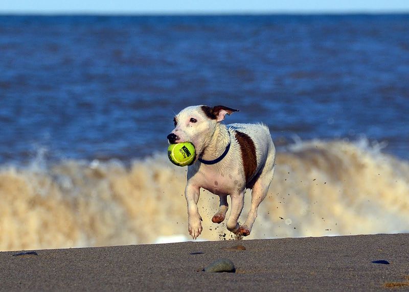 Jack Russell Terrier Eddi running at the beach.JPG