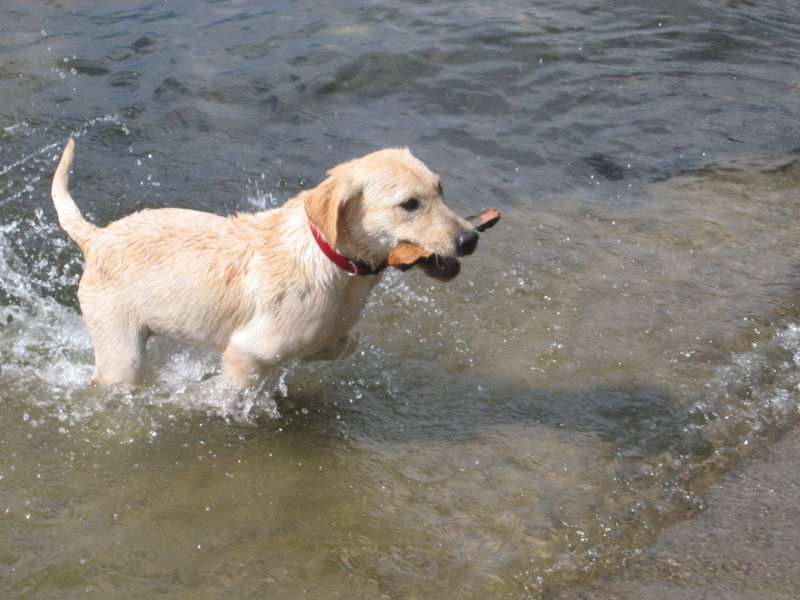 Labrador Retriever running water.jpg