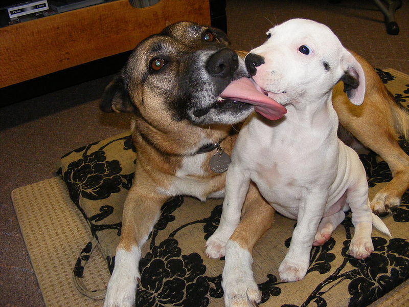 Licking the staffy pup.JPG