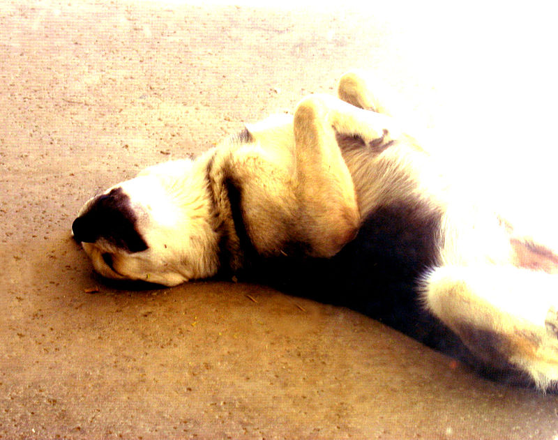 Sleeping Dog (2613968907).jpg