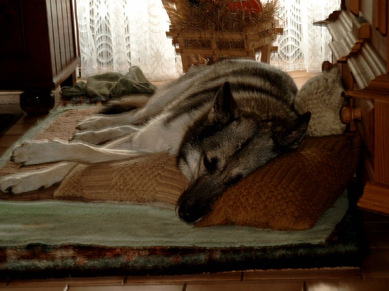 Sleeping Husky-Sheepdog.jpg