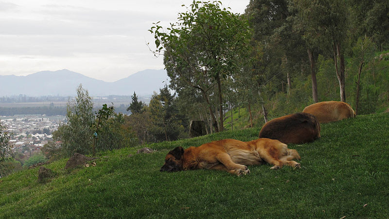 Sleeping dogs (15554940586).jpg