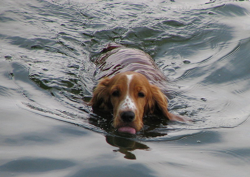 Swimming dog bgiu.jpg