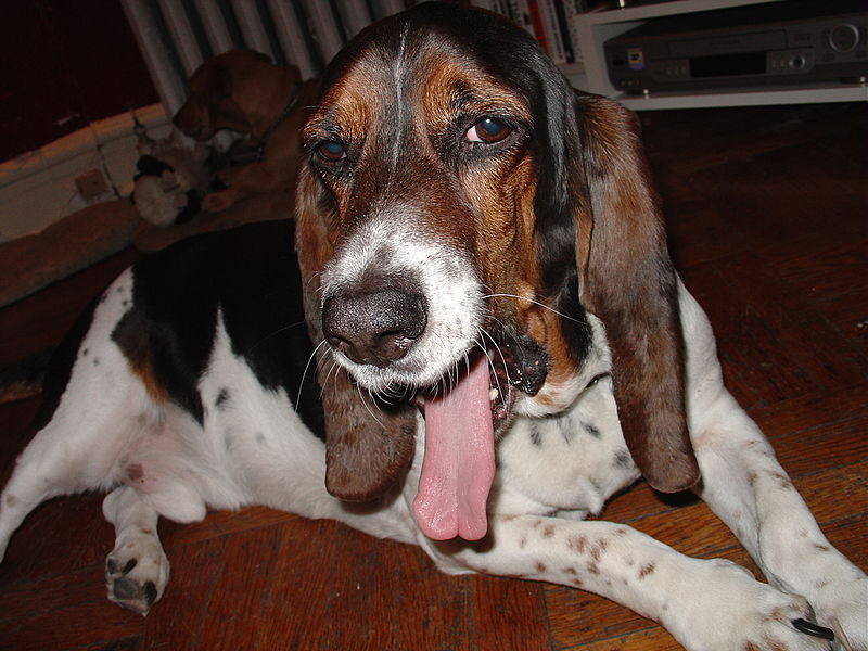 Yawning basset hound (8107971045).jpg