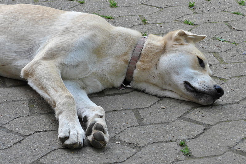 2014 Dog relaxing on a hot summer day.jpg