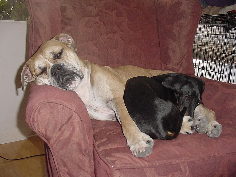 Boxer and dachshund asleep in a chair.jpg