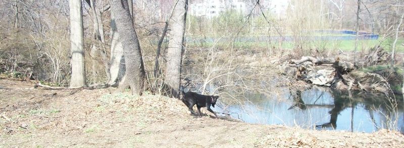 Bronxville dog playing near river.jpg