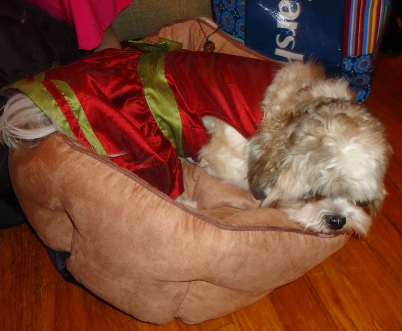 Dog sleeping in a dog bed.JPG