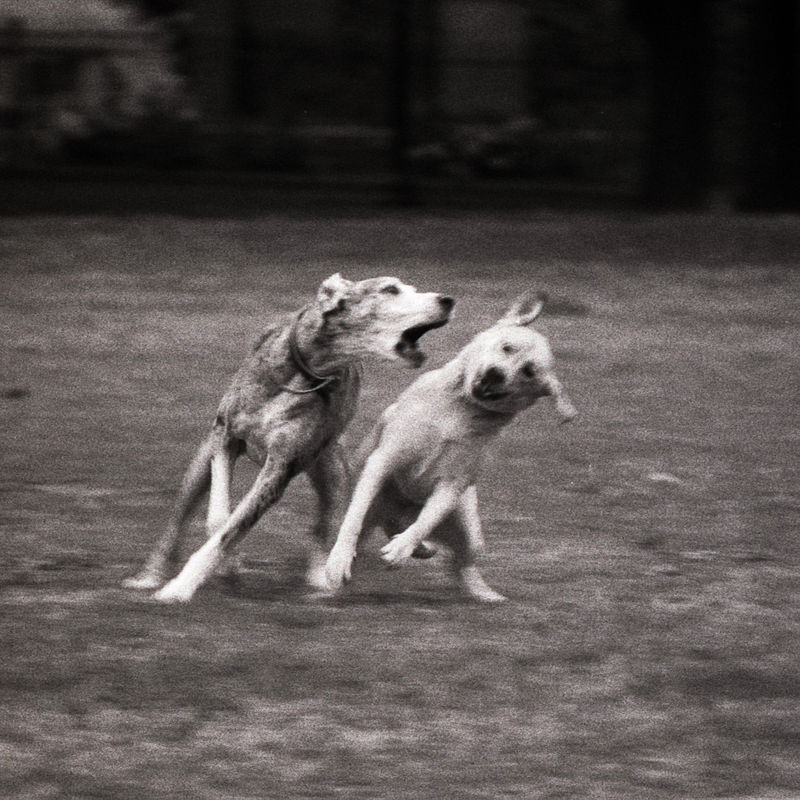 Dogs in Grange Park.jpg