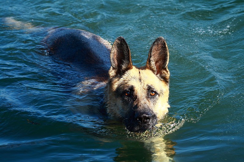 German Shepherd Dog swimming.jpg