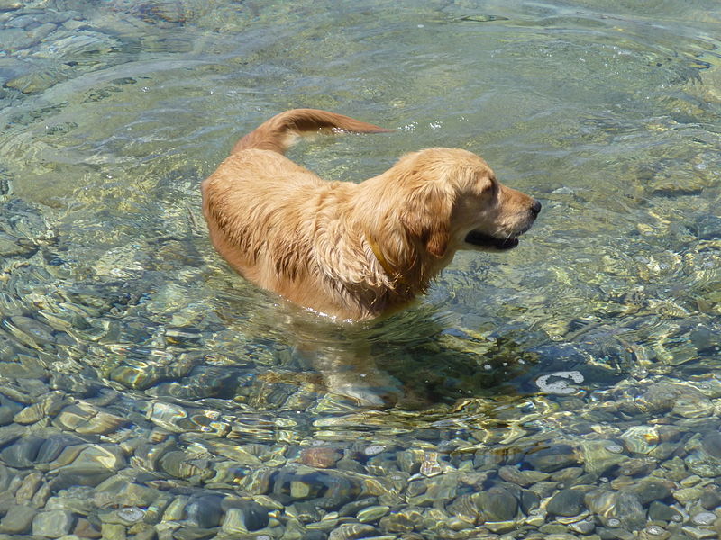 Golden retriever swimming 1380155.jpg