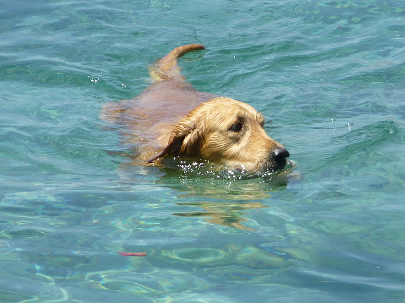 Golden retriever swimming 1380175.jpg