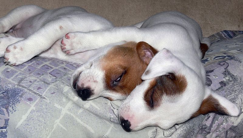Jack Russell Puppies Eddi & Lola.JPG