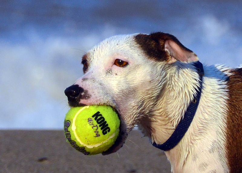 Jack Russell Terrier Eddi with ball.JPG