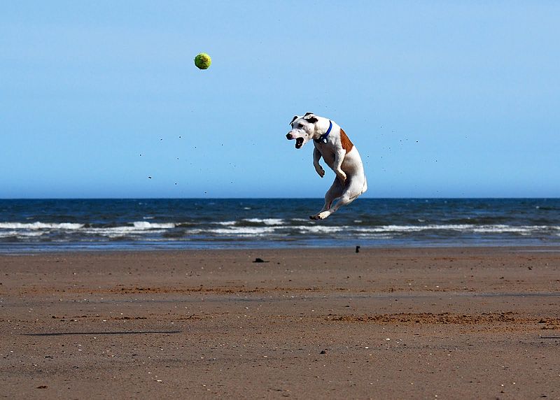 Jack Russell Terrier Jumping.JPG