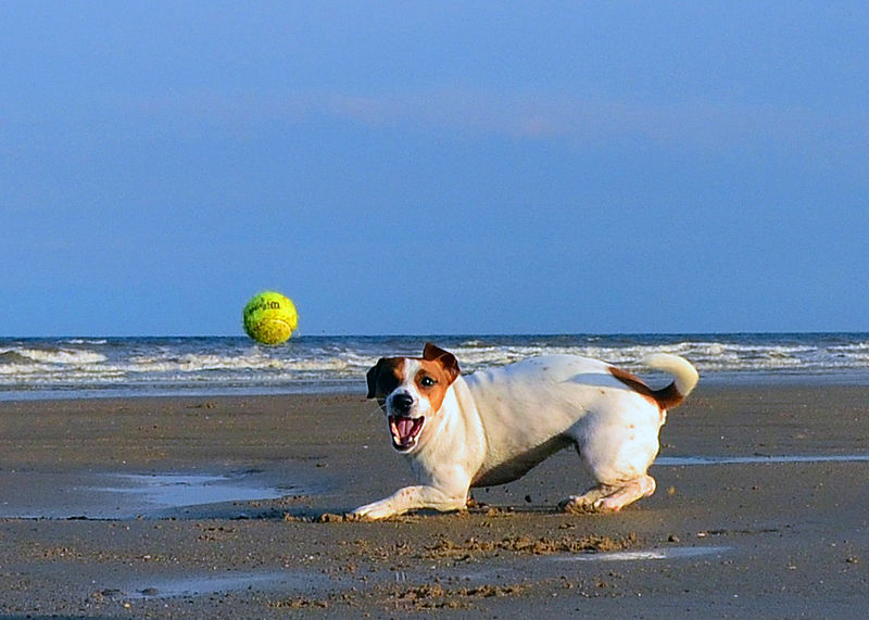Jack Russell Terrier Lola at the Beach.jpg