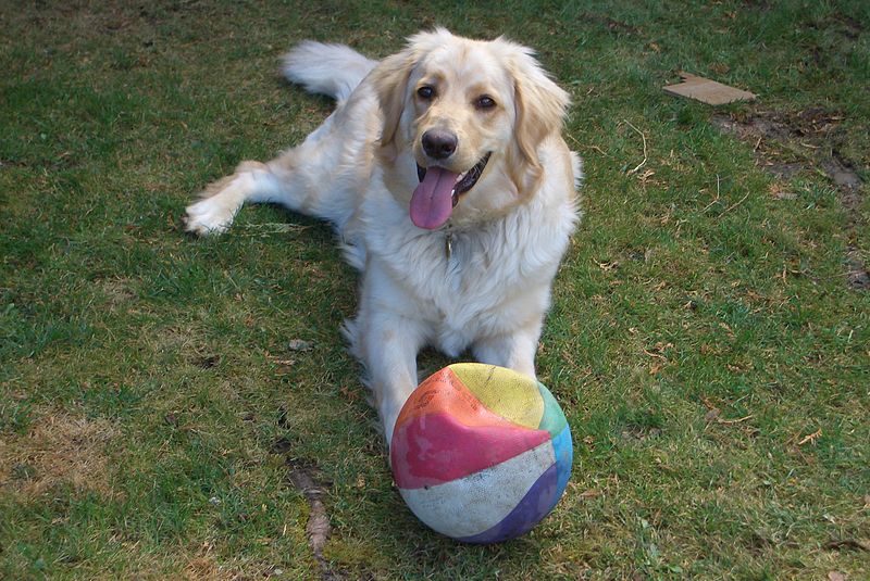 Jenny the Hovawart with her ball.jpg