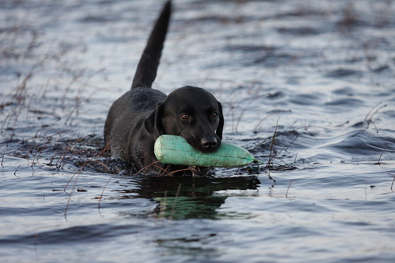 Labrador Retriever Nessie Water.JPG