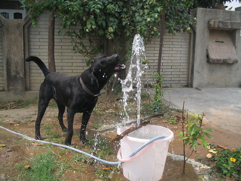 Labradors love to play with water Noddy Dec 2006 gopal1035.jpg