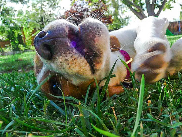 Playful Beagle.jpg