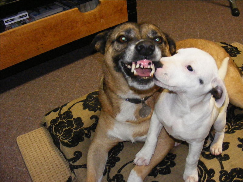 Snarling at the staffy pup.JPG