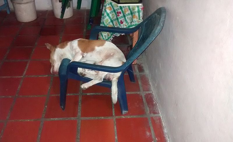 Un perro durmiendo.jpg